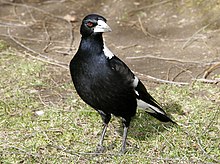 Magpie.jpg