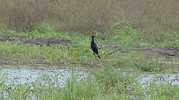 Oussudu Bird Sanctuary