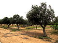 Oliveiras em Angola