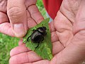 Käfer in den wattnahen Wiesen bei Norddorf