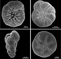 Foraminifera