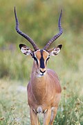 Black-faced impala from Etosha National Park, Namibia, 2014.jpg