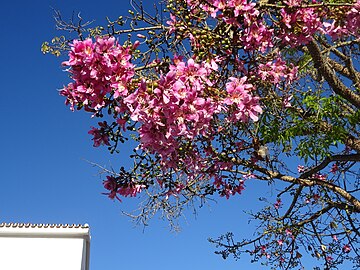 Flowering trees