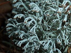 Cladonia rangiferina