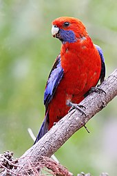 Crimson rosella