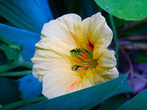 Fiore di nasturzio (Tropaeolum majus) fra le foglie di giaggioli