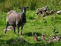 Gotland Pelt Sheep