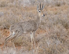 Riboque (Pelea capreolus)