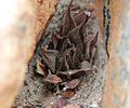 Haworthia maculata, showing distinctive red-purple, spotted, normally turgid leaves, with tiny bristles on margins and keels.