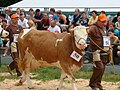 Concours de simmentals en Pologne.