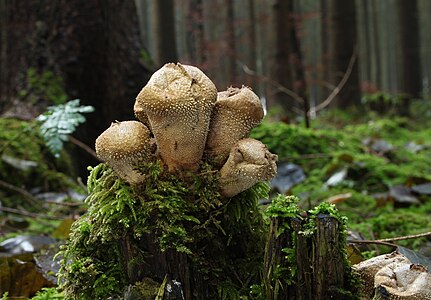 Lycoperdon perlatum (Common Puffball)