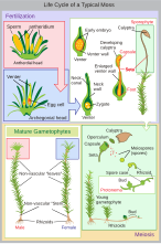 Moss life cycle