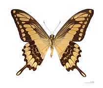 Museum specimen ♂ △ - Ventral side