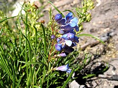 Description de l'image Penstemon caryi lg.jpg.