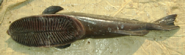 Remora australis