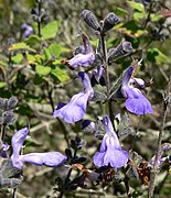 Salvia melissodora