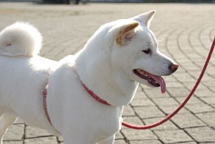 "White" Shiba