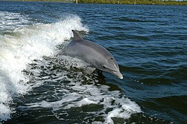 Tursiops