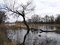 Widawa in spring, Sołtysowice, Wrocław