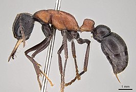 Myrmecia swalei