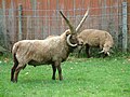 Le loaghtan de l'île de Man (Grande-Bretagne).