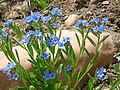 Short-styled Bluebell (Mertensia brevistyla)[26]