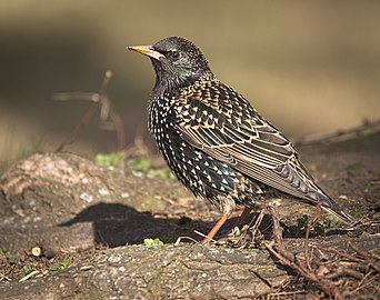 Sturnus vulgaris