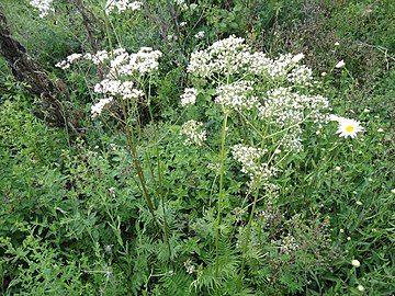 A macskagyökérlé (Valeriana officinalis) minden növény növekedésére jól hat.