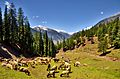 Alpine meadows in Utror