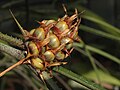 Acanthostachys strobilacea