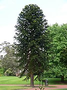 Araucaria araucana RBGE.jpg