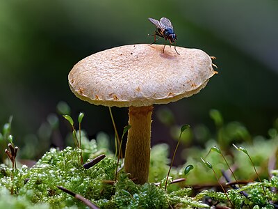 Boletaceae sp. (unidentified Bolete)