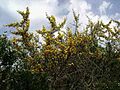 Ginestra spinosa Calicotome spinosa