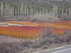 Campo de Mimbre en Cañamares-Febrero 2010.jpg