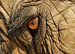 Thumbnail for File:Elephas Maximus Eye Closeup cropped.jpg