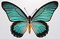 Papilio zalmoxis (Giant Blue Swallowtail)