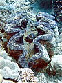 The giant clam (Tridacna gigas) is the largest extant bivalve