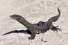 Goulds Sand Goanna SW WA.jpg