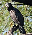 Sauvage à Bharatpur, Rajasthan en Inde.