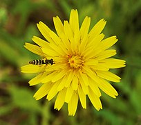 Sphaerophoria scripta (Long Hoverfly)