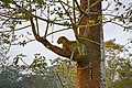 Indian leopard at Rasikbil