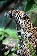 Jaguar - dotted neck.jpg