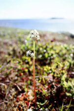 A small plant flowering