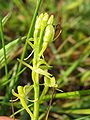 Groenknolorchis (Liparis loeselii)