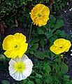 Papaver nudicaule, exemplaires à fleurs blanches et jaunes