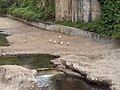 Papere alla foce del torrente Nervi di Genova