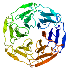 Protein KEAP1 PDB 1u6d.png