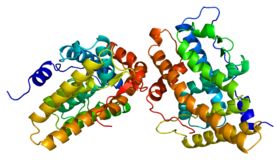 Image illustrative de l’article Récepteur de la progestérone