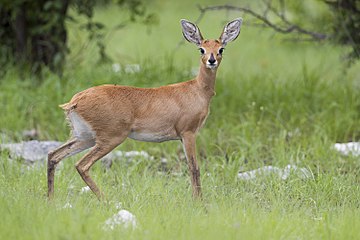 Steenbok