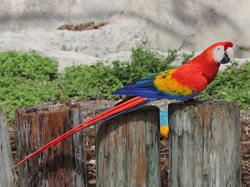 File:Scarlet Macaw RWD3.jpg